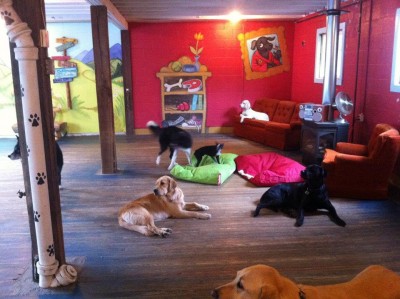 All Play Pet Care & Adventures